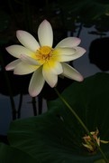圆明园夏日风情 荷塘荷韵之七