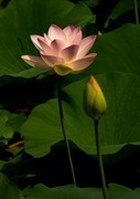 圆明园夏日风情 荷塘荷韵之七