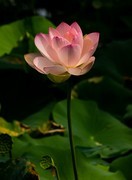 圆明园夏日风情 荷塘荷韵之七