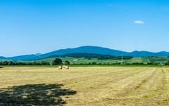 夏之田园