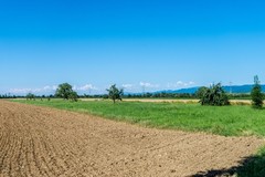 夏之田园