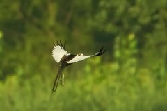 水雉育雏（3）