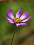 格桑花