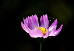 格桑花