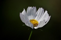 格桑花