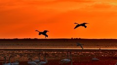 【视觉光影】美 丽 的 大 天 鹅 （22）