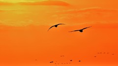 【视觉光影】美 丽 的 大 天 鹅 （22）