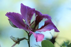 拍摄花卉一（861）