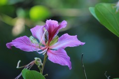 拍摄花卉一（861）