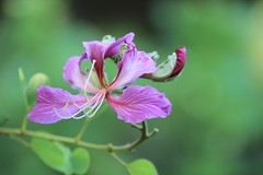 拍摄花卉一（861）