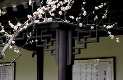 武汉梅花园（九）