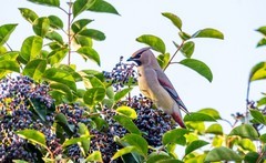 太平鸟（十一）