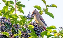 太平鸟（十一）