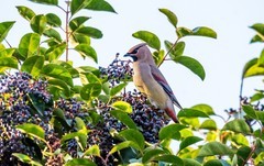 太平鸟（十一）
