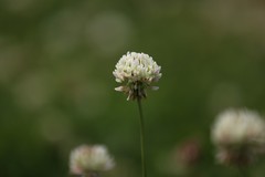 车轴草