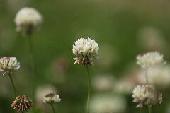 车轴草