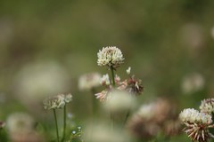 车轴草