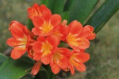 拍摄花卉一（1024）