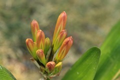 拍摄花卉一（1024）