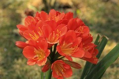 拍摄花卉一（1024）