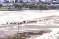 金秋乌兰布统-天太永（37）