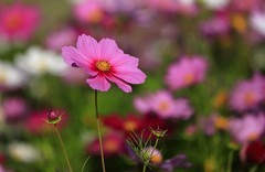波斯菊(5)