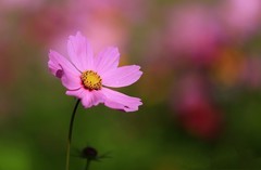 波斯菊(5)