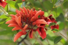 拍摄花卉一（1160）