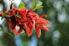 拍摄花卉一（1160）