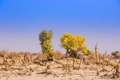 外出随拍（625）.