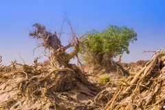 外出随拍（625）.