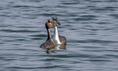 凤头僻鹈（四十二）