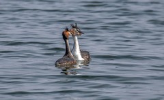 凤头僻鹈（四十二）