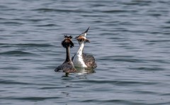 凤头僻鹈（四十二）