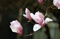 2026玉兰花（32）