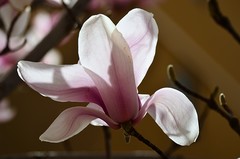 2026玉兰花（33）