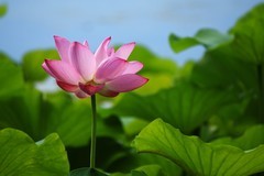 2026167 荷 花