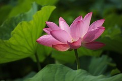 2026167 荷 花