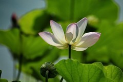 2026167 荷 花