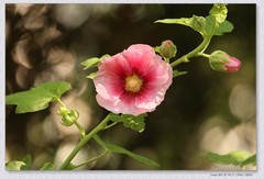 蜀葵花【丙午年-261】