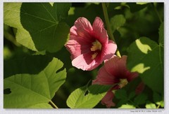 蜀葵花【丙午年-261】