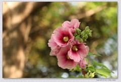 蜀葵花【丙午年-262】