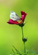 波斯菊(6)