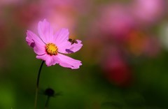 波斯菊(6)