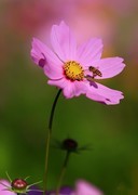波斯菊(6)