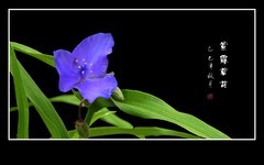 漂亮的紫露草花