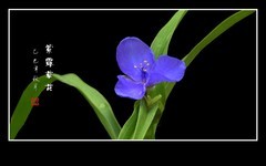 漂亮的紫露草花