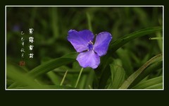 漂亮的紫露草花