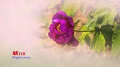 曹州牡丹园里的牡丹（1）