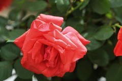 拍摄花卉一（1161）